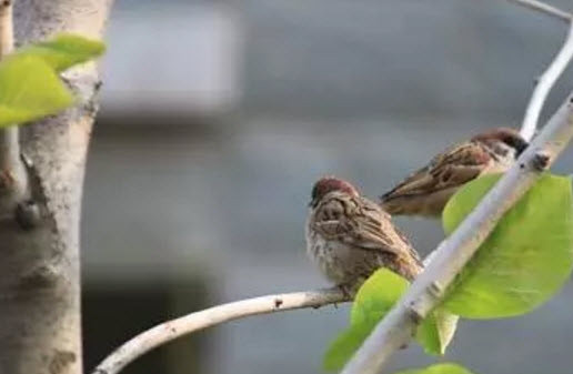 孕婦能吃麻雀肉嗎 麻雀肉的營養有哪些